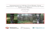 Assessment of White Pine Blister Rust Resistant Plantings ... · White pine blister rust (Cronartium ribicola) is a pathogenic fungi that has caused significant losses of white pine
