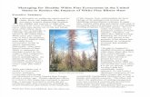 Managing for Healthy White Pine Ecosystems in the United States … · 2004-09-02 · White pine blister rust is caused by a non-native invasive pathogen, Cronartium ribicola that