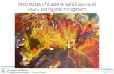 Epidemiology of Grapevine leafroll associated virus-3 and ... · Information provided in this presentation is not for publication nor to be cited without permission of the author