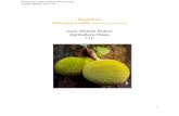 Breadfruit Artocarpus altilis (Parkinson) Fosberg Juan ... · Juan Alberto Bueno Agriculture Class 11F 1 . A rt o ca rp u s a l t i l i s ( Parkinson)Fosberg Colegio Bolivar 2017-18