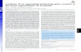 Cooption of an appendage-patterning gene cassette in the head … · Cooption of an appendage-patterning gene cassette in the head segmentation of arachnids Emily V. W. Settona and
