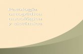 Patología ortopédica oncológica y sistémica · 2015-10-05 · Tumores intramedulares frecuentes: • Encondroma. • Osteosarcoma. ... vis y en la columna vertebral. d. Es la