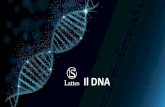 Il DNA · cromosomi e stesso patrimonio genetico. nuovi filamenti in costruzione nucleotidi liberi nuovo filamento vecchio filamento La riproduzione cellulare Con la duplicazione
