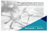 Neurophysiology Underlying Muscle Function, Injury, and ... Reference… · Physio Interactive Clinics Saint-Augustin-de-Desmaures, (QC), Canada Neurophysiology Underlying Muscle