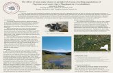 The effect of man-made dams on peripheral stream-dwelling ... · The effect of man-made dams on peripheral stream-dwelling populations of Nigronia serricornis (Say) (Megaloptera: