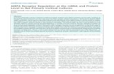 AMPA Receptor Regulation at the mRNA and Protein Level in ...€¦ · AMPA Receptor Regulation at the mRNA and Protein Level in Rat Primary Cortical Cultures Cesare Orlandi, Luca