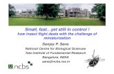 how insect flight deals with the challenge of miniaturization … · 2017. 3. 2. · 1 Small, fast…yet still in control ! how insect flight deals with the challenge of miniaturization
