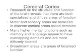 Cerebral Cortex tracts.pdf · motor tracts issue from brain stem nuclei and consists of chains of two, three, or more neurons Dendrites . Pyramidal Tracts •The lateral corticospinal