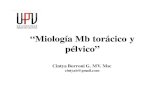 “Miología Mb torácico y pélvico” comunidadanato/DraCBorroni/UPV/Clase_6_mio… · Microsoft PowerPoint - Clase_6_miologia_miembros.pptx Author: Cintya Created Date: 4/15/2012