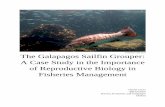 © Daniel Cryan 2015 The Galapagos Sailfin Grouper: A Case ... · coastal and terrestrial life. Here, one can find iconic species such as the Galapagos giant tortoise, the marine