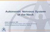 Autonomic Nervous System of the Neckahuman.org/svn/ahengine/research/articles/Biological/2012-neck... · –caroticotympanic nerves to the tympanic plexus ... –branches to the common