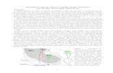 Atmospheric Gravity Waves in Global Climate Prediction and ... · Gravity waves that are generated in the troposphere drive circulation changes in the stratosphere and mesosphere,