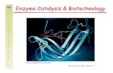Enzyme Catalysis & Biotechnologypuccini.che.pitt.edu/~karlj/Classes/CHE400/lecture28-web.pdf · 2008. 7. 16. · Enzyme structure flexible, not rigid Enzyme and active site adjust