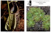 Carniflora News - July 2020 - auscps.files.wordpress.com€¦ · 5th March 2021 - AUSCPS meeting - Canberra featuring Carnivorous Plants 101 12th March 2021 - AUSCPS meeting - Sydney