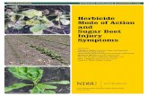Herbicide Mode of Action and Sugar Beet Injury Symptoms · Sugar beet is one of several crops within Beta vulgaris. Sugar beet has evolved through time from a labor-intensive agricultural