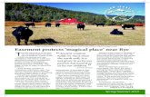 Angus cattle graze in a pasture near Huckleberry Hills ...sanisabel.org/images/pdf/Spring2018_Newsletter.pdf · that offer scenic beauty, agricultural vitality and functioning ecosystems.