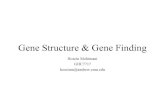 Gene Structure & Gene Finding - Carnegie Mellon Universitymohimanilab.cbd.cmu.edu/.../Gene-Structure-Gene-Finding.pdf · 2018. 2. 5. · Gene Structure in Eukaryotes • Main difference