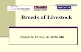 Breeds of Livestock - Texas A&M AgriLifeagrilife.org/vetmed/files/2011/01/Breeds_Livestock.pdf · Identify and describe the major breeds of livestock . Beef Cattle Breeds Breeds in