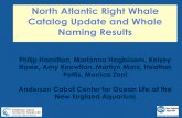 North Atlantic Right Whale Catalog Update and Whale Naming ... · 07.11.2018  · GSC 137 4.5% 7.4% 3.8% 7.4% BOF 68 2.3% 23.1% 2.5% 20.2% ... Other Catalog Related News Dead whale