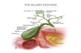 THE BILIARY · PDF file ANATOMY OF BILIARY TREE •The right hepatic duct drains four segments of the right lobe of liver through two segmental divisions, an anterior division drains