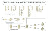 REPRODUCTION : ASPECTS GÉNÉTIQUES (1) · PDF file 2012. 2. 20. · REPRODUCTION : ASPECTS GÉNÉTIQUES (2) Le Bourgeonnement : les Cnidaires. Myofibrilles longitudinales. Mésoglée