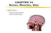 Bones, Muscles, Skinwaeagles220.weebly.com/uploads/8/4/3/7/8437155/... · Bones, Muscles, Skin SECTION 1 Body Organization ... bones and soft tissue in the body. Treating Injuries