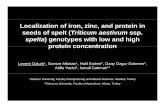 Localization of iron, zinc, and protein in seeds of …ipnc.ucdavis.edu/powerpoints/R307_0829_1115_Ozturk.pdf10 spelt genotypes (USDA-ARS gene bank) of which five had low (i.e. ~12