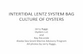 INTERTIDAL LENTZ SYSTEM BAG CULTURE OF OYSTERS · 2012. 11. 3. · bag, causing the bag to float in a vertical manner. The oysters are currently in the bottom of the bag, and their