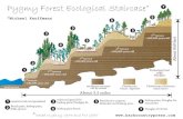 Pygmy Forest Ecological Staircase · 1st terrace ~100,000 years old 2nd terrace ~200,000 years old 3rd terrace ~300,000 years old 4th terrace ~400,000 years old 5th terrace ~500,000