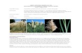 DRAFT: WRITTEN FINDINGS OF THE WASHINGTON STATE … · Flowers: Cortaderia selloana inflorescence is a panicle, commonly referred to as a plume or plume-like, and ranges in length