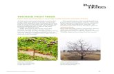 PRUNING FRUIT TREES€¦ · All fruit trees need annual pruning to ensure their proper shape and optimum harvest. Young trees benefit from shaping of their developing structures.