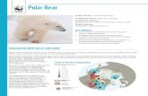 Polar Bear - wwf.ca · Polar Bear. Polar bears need ice and snow to survive. Sea ice acts as a hunting, breeding and movement platform for polar . bears, and is central to the entire