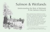 Salmon & Wetlands - Audubon Washington · ANADROMOUS FISH: fish that hatch in freshwater, migrate to the ocean as young, then return to freshwater to spawn. This complex life cycle