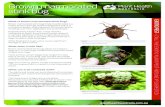 Brown marmorated stink bug - AUSVEG Brown marmorated stink bug adults are medium-large (12-17 mm long),