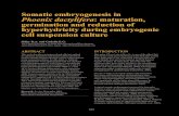 Somatic embryogenesis in Phoenix dactylifera: maturation ... · ELbellaj, 2000; Fki et al., 2003 and Gadalla, 2007)). Maturity of somatic embryos may be induced by the application