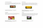CHRYSANTHEMUM MARIGOLDagroart.in/uploads/2018/12/Complete-Crops.pdf · excellent desert fruit and its juice contain 92% water along with proteins, minerals and carbohydrates. In Japan,