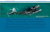 Foto: Mariano Sironi, Instituto de Conservación de ... · sur, particularmente las ballenas, pero también los lobos marinos y peleteros, y algunas focas, como los elefantes marinos,