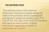 The arterial pulse - University of Babylonrepository.uobabylon.edu.iq/2010_2011/4_22649_756.pdf · THE ARTERIAL PULSE The arterial pulse is the rhythmic expansion of pressure waves