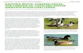 Arizona white-cheeked geese: the Canada vs. Cackling Goose · PDF file 2018. 3. 25. · Page 1 Arizoa ir oua rizoa e itholgist olume 2 ARIZONA WHITE-CHEEKED GEESE: THE CANADA VS. CACKLING