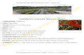 Callistemon viminalis Dawson River · This Adelaide Advanced Nursery fact sheet is a guide only . For more information call or fax our office PH 8270 7700 FAX 8388 2711 Callistemon