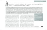 In vitro differentiation of human parthenogenetic stem ...internationalstemcell.com/.../06/In...stem-cells-.pdf · Research Article Isaev, Garitaonandia, Abramihina et al.In vitro