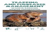 TRAPPING AND FURBEARER MANAGEMENT · (1) In response to this development, propo - nents of trapping and the fur industries began organizing to defend themselves. By the 1930s, furbearer