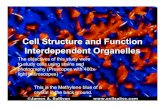 Cell Structure and Function Interdependent Cell Structure and Function Interdependent Organelles The