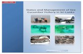 Status and Management of Sea Cucumber Fishery in Sri Lanka · Holothuria nobilis and Holothuria sp (pentard) . Several other species are perhaps not critically low but are relatively