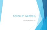 Cellen en weefsels - aventusmz.nl - PP - Cellen en weefsels.pdf · 1 Cel in rust. Er zijn nog geen chromosomen zichtbaar. 2 Het DNA heeft zich verdubbeld en is opgerold, zodat de