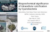 Biogeochemical significance of Intracellular calcification by · PDF file 2020. 5. 3. · - Intracellular Ca concentrations are tightly regulated (~100nm) - High cytosolic Ca, Ba,