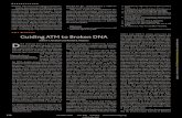 NBS1 MRE11 Guiding ATM to Broken DNA · ATM. However, as these authors point out, many NBS cells express a truncated form of Nbs1 that contains an intact carboxyl terminus. It turns