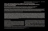 The deubiquitinase USP15 antagonizes Parkin …...The deubiquitinase USP15 antagonizes Parkin-mediated mitochondrial ubiquitination and mitophagy Tom Cornelissen1, Dominik Haddad2,3,