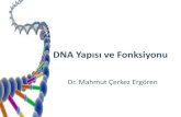DNA Yapısı ve Fonksiyonu - Universitydocs.neu.edu.tr/staff/mahmutcerkez.ergoren/4.DNA, RNA ve... · 2016. 9. 11. · DNA daha sağlam ve dayanıklıdır. 7) RNA’lar kısa ömürlüdür,