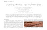 First Breeding Report of the Pilbara Rock Monitor (Varanus ...varanidae.org/11_1_Camina-Vega_and_Koch.pdf · Fig. 4. Varanus pilbarensis. is an attractive Australian monitor lizard